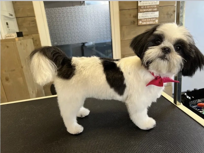 Dezelfde zwart-witte hond na de beurt, kort en keurig, met een roze sjaaltje
