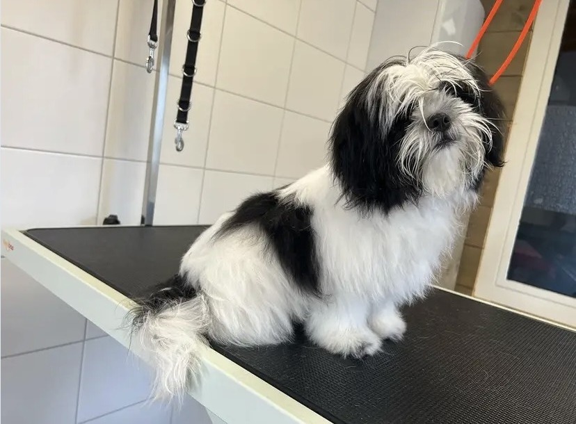 Een zwart-witte hond met een ruige, lange vacht op de trimtafel, het haar voor de ogen