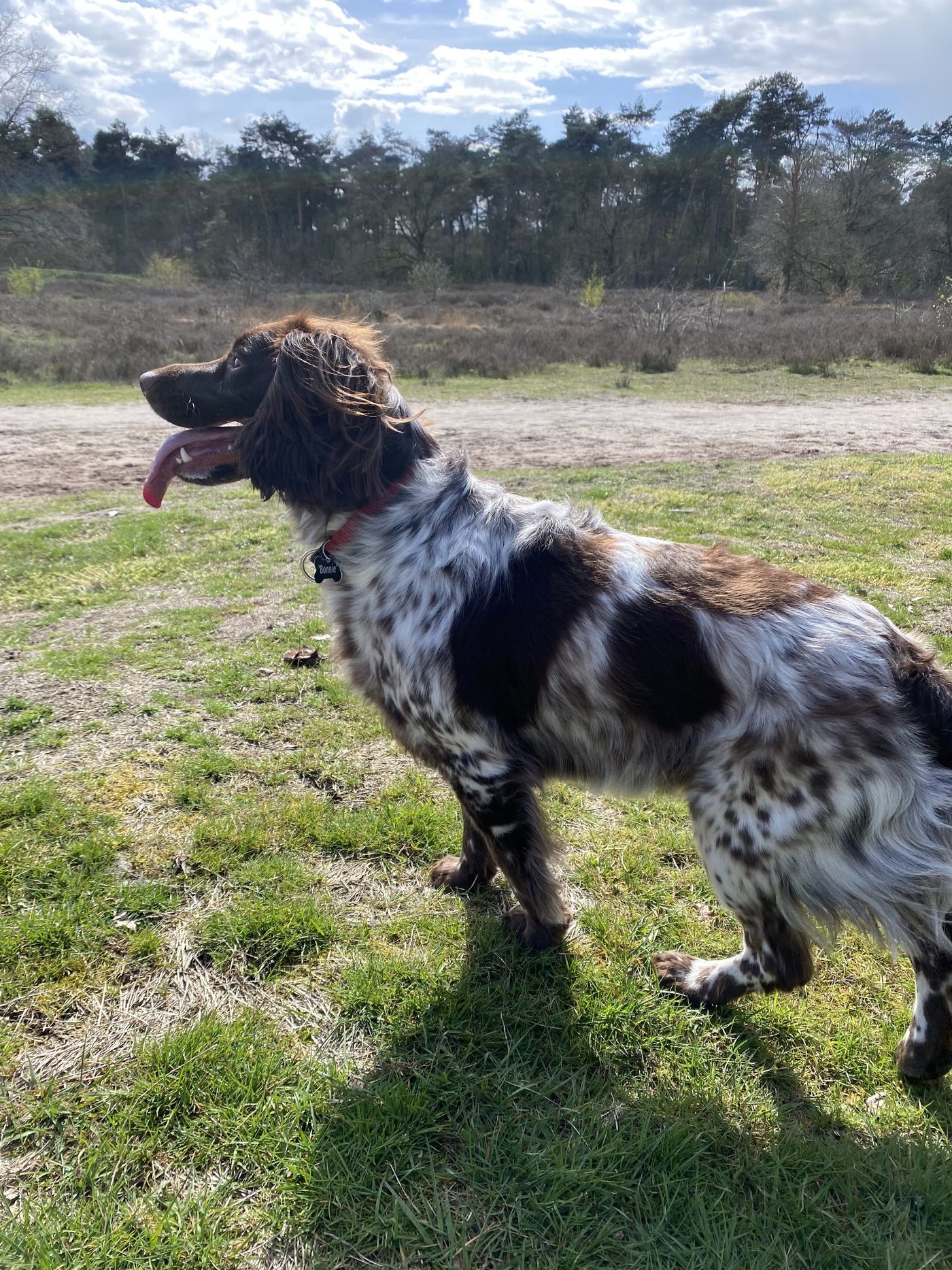 Een bruin-witte spaniël staat in de zon op de hei, met de tong uit de bek