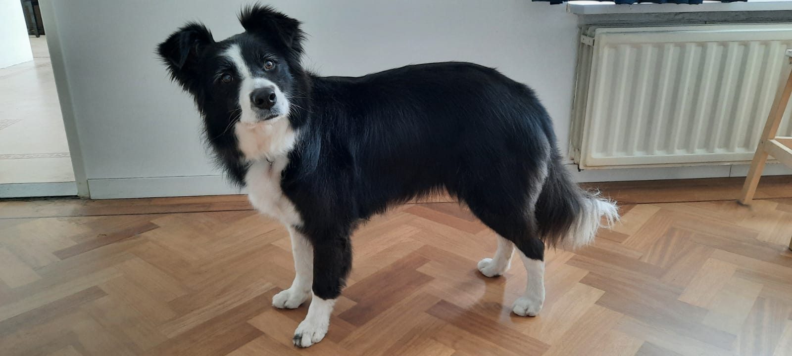Een zwart-witte border collie staat op een visgraatvloer en kijkt in de camera